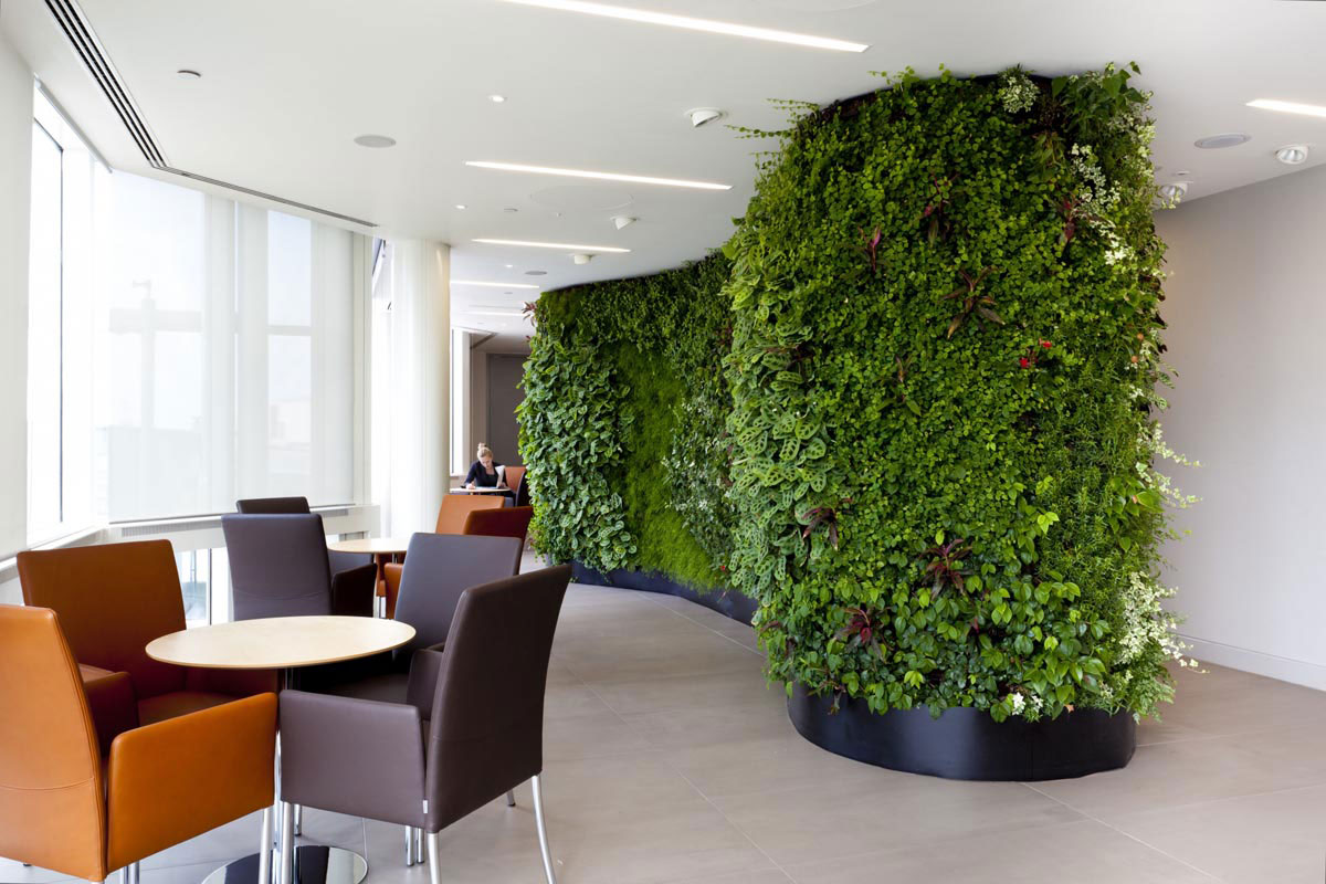 Office renovations with intention to go green by bringing in plants
